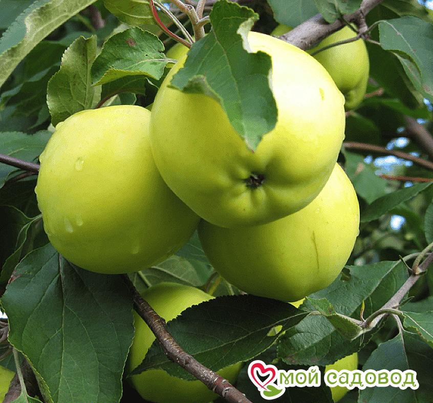 Яблоня Антоновка выбор Россиян