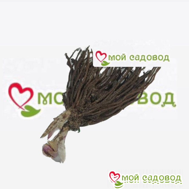 Морозник Атлантик