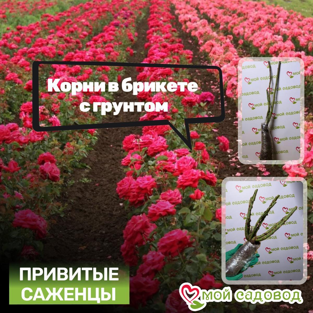 Роза Плетистая Золотая Арка